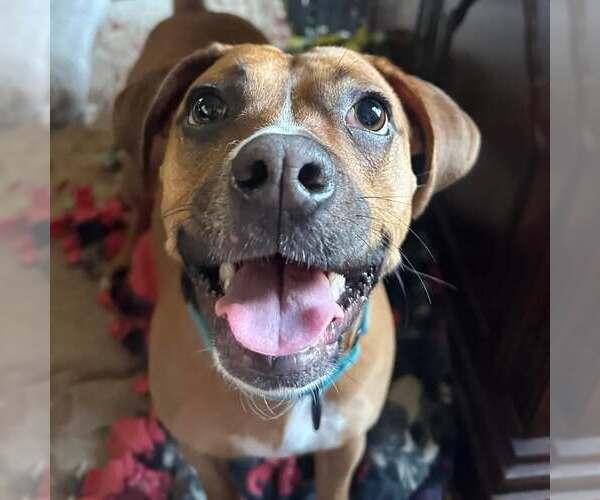 Medium Photo #5 Boxer-Unknown Mix Puppy For Sale in Dumont, NJ, USA