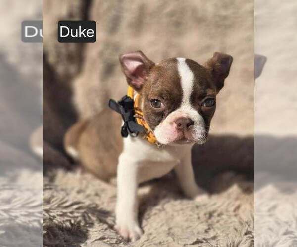 Medium Photo #1 Boston Terrier Puppy For Sale in POMEROY, OH, USA