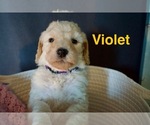 Small #5 Goldendoodle