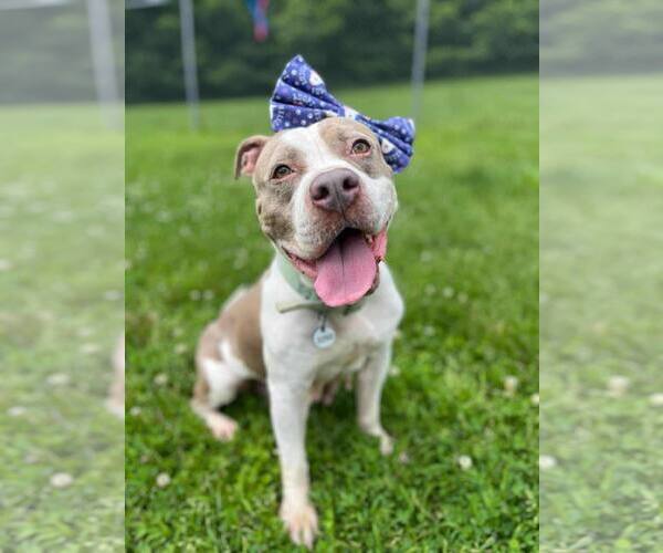 Medium Photo #1 American Pit Bull Terrier Puppy For Sale in Rockville, MD, USA