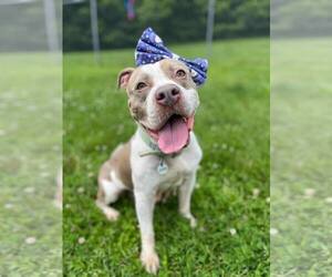 American Pit Bull Terrier Dogs for adoption in Rockville, MD, USA