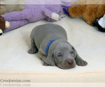 Puppy Ace AKC Weimaraner