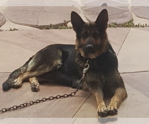 Mother of the German Shepherd Dog puppies born on 04/02/2019