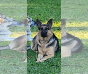Mother of the German Shepherd Dog puppies born on 02/01/2024