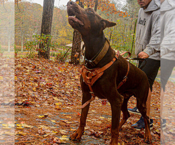 Medium Photo #16 Doberman Pinscher Puppy For Sale in FORT LAUDERDALE, FL, USA