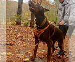 Small #15 Doberman Pinscher