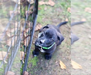 Jasper - Male Mutt Dog for Adoption - Photo #4