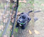 Small Photo #4 Mutt Puppy For Sale in Duluth, MN, USA