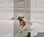 Small French Bulldog