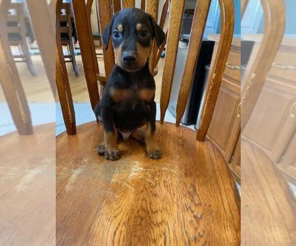 Medium Photo #1 Doberman Pinscher Puppy For Sale in FINLAYSON, MN, USA
