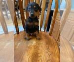 Small Photo #1 Doberman Pinscher Puppy For Sale in FINLAYSON, MN, USA