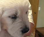 Small #2 English Cream Golden Retriever