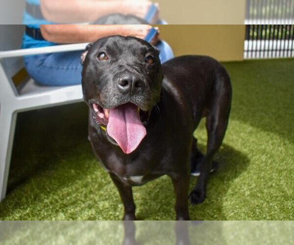 Medium Photo #1 American Pit Bull Terrier-Unknown Mix Puppy For Sale in West Palm Beach, FL, USA