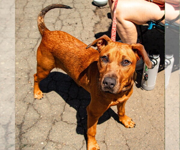 Medium Photo #11 Labrador Retriever-Unknown Mix Puppy For Sale in Canton, CT, USA