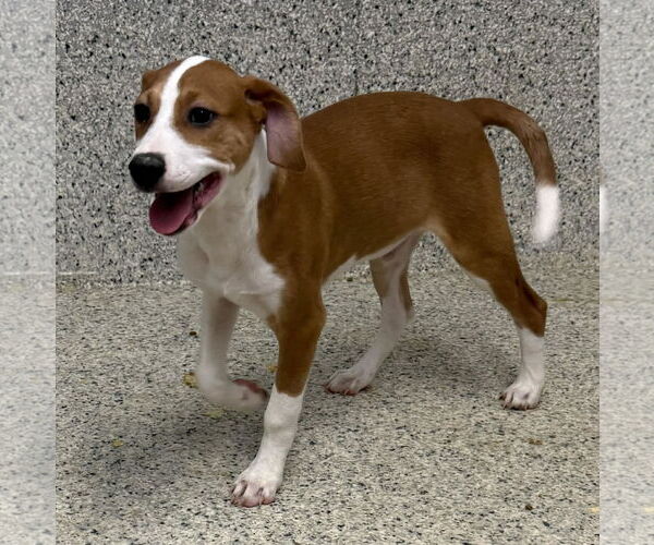 Medium Photo #1 Mutt Puppy For Sale in Mechanicsburg, PA, USA