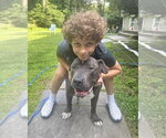 Small #9 American Pit Bull Terrier-American Staffordshire Terrier Mix
