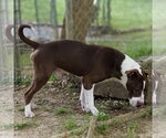 Small #1 Mutt
