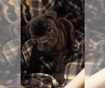 Puppy Puppy 1 Olde English Bulldogge
