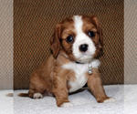 Small #16 Cavalier King Charles Spaniel