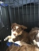 Small Photo #10 Australian Shepherd Puppy For Sale in STRAFFORD, MO, USA