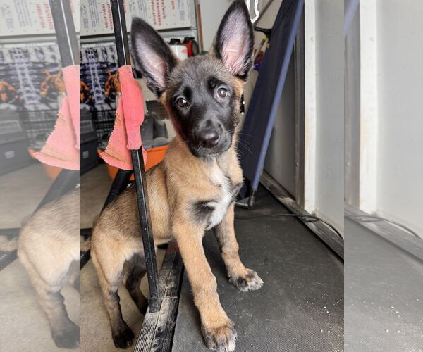 Medium Photo #20 German Shepherd Dog Puppy For Sale in Seattle, WA, USA
