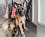 Small #19 German Shepherd Dog