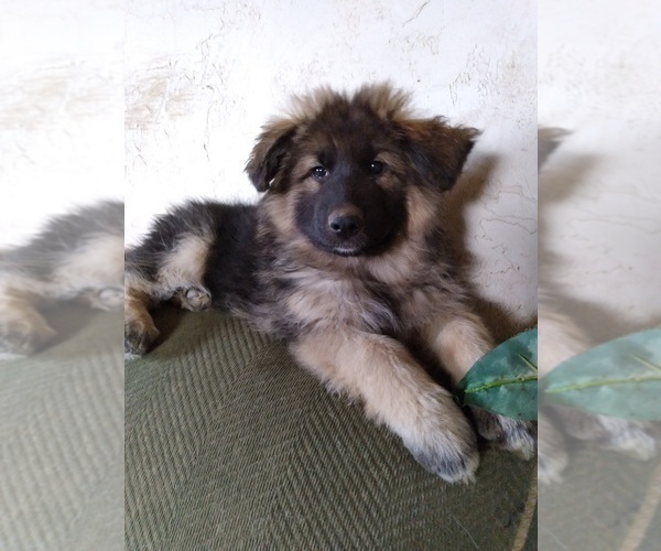 View Ad German Shepherd DogGreat Pyrenees Mix Puppy for Sale near