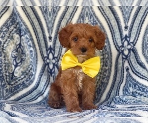 Cockapoo-Poodle (Miniature) Mix Puppy for sale in LAKELAND, FL, USA