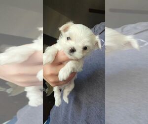Maltese Puppy for sale in ROYAL OAKS, CA, USA