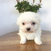 Small Maltese