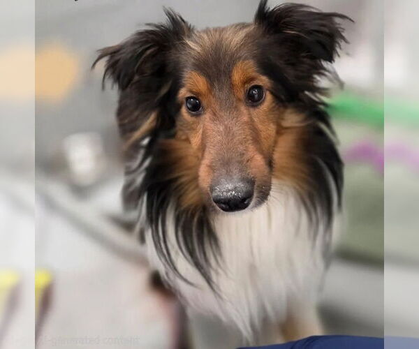 Medium Photo #1 Mutt Puppy For Sale in Dublin, OH, USA