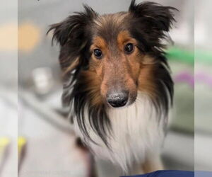 Mutt Dogs for adoption in Dublin, OH, USA