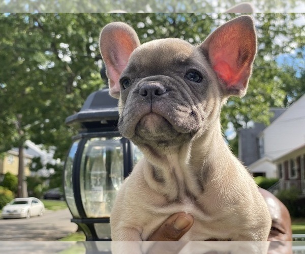 Medium Photo #14 French Bulldog Puppy For Sale in WEST ORANGE, NJ, USA