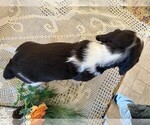 Small #6 English Springer Spaniel