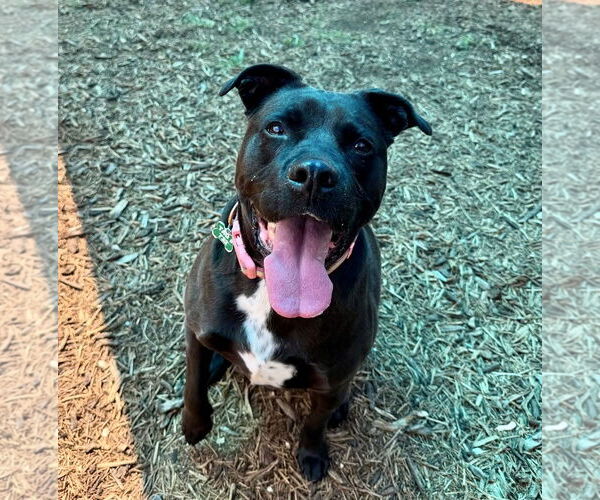 Medium Photo #2 American Pit Bull Terrier-Labrador Retriever Mix Puppy For Sale in Houston, TX, USA