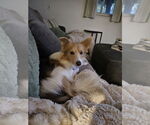 Small #2 Beagle Mix
