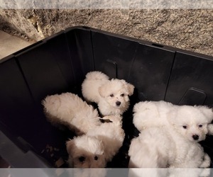 Bichon Frise Puppy for sale in ALBION, ME, USA