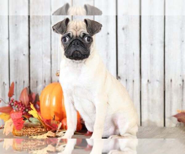 Medium Photo #2 Pug Puppy For Sale in MOUNT VERNON, OH, USA