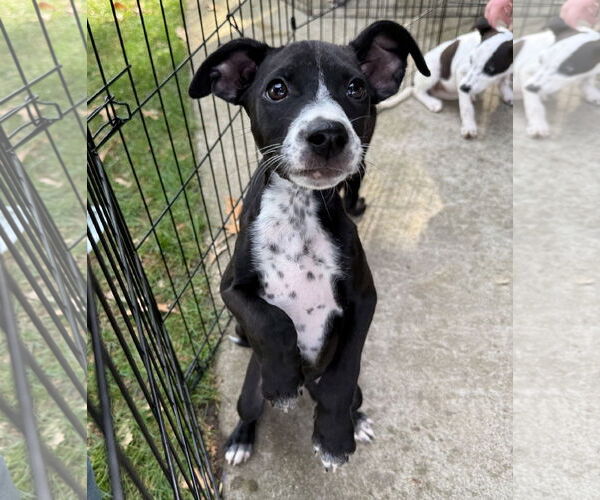 Medium Photo #6 Pointer-Rat Terrier Mix Puppy For Sale in GILBERTS, IL, USA
