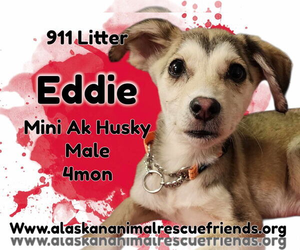 Medium Photo #1 Alaskan Klee Kai-Unknown Mix Puppy For Sale in Anchorage, AK, USA