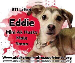 Alaskan Klee Kai-Unknown Mix Dogs for adoption in Anchorage, AK, USA