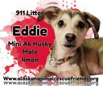 Small Alaskan Klee Kai Mix