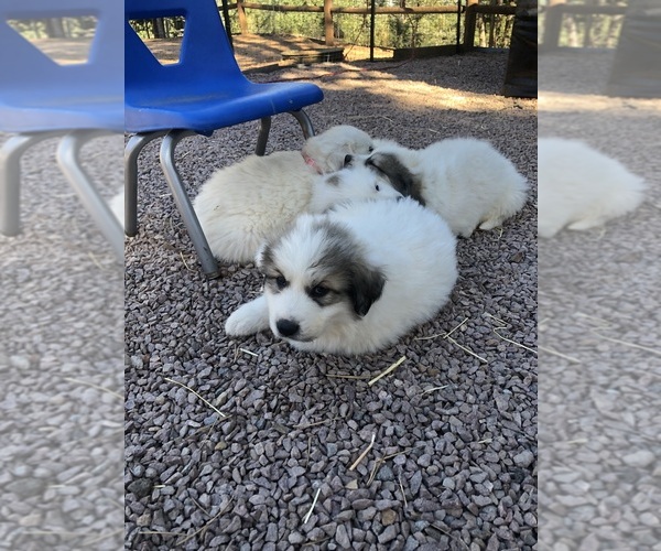 Medium Photo #14 Great Pyrenees Puppy For Sale in WOODLAND PARK, CO, USA