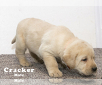 Small Photo #5 Labrador Retriever Puppy For Sale in SCHELLSBURG, PA, USA
