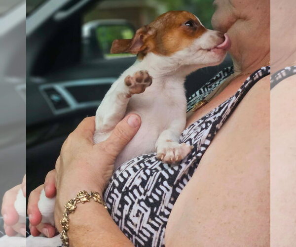 Medium Photo #5 Chihuahua-Unknown Mix Puppy For Sale in Wakefield, RI, USA