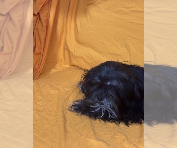 Medium Photo #25 Shih Tzu Puppy For Sale in BROOKLET, GA, USA