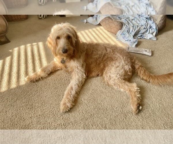 Medium Photo #1 Goldendoodle Puppy For Sale in DELAWARE, OH, USA