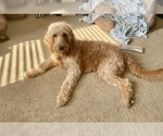 Small Photo #1 Goldendoodle Puppy For Sale in DELAWARE, OH, USA