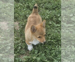 Pembroke Welsh Corgi Puppy for sale in GROVER, CO, USA