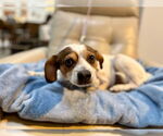Small #1 Beagle Mix